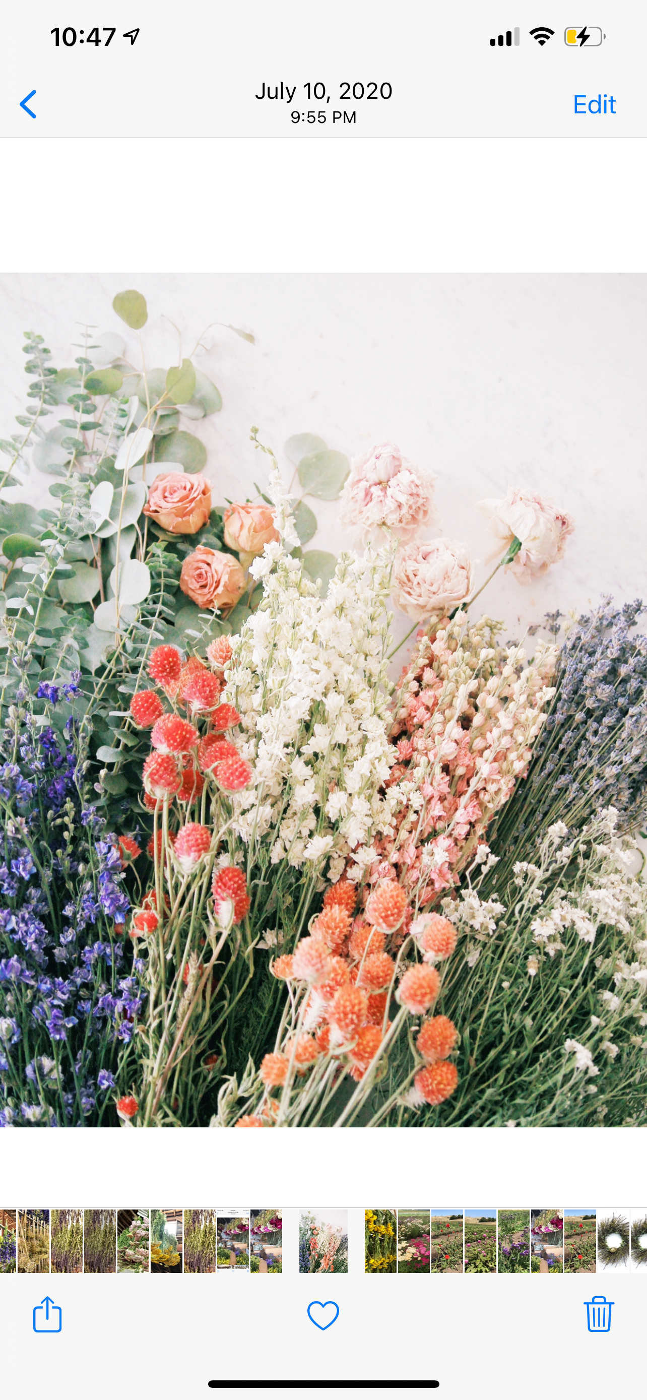 Gypsophila and Strawflowers Babe Heart Wreath – VanCortlandt Farms