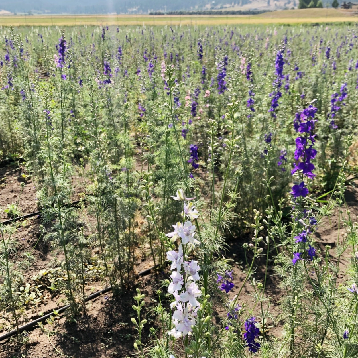 Dried Azure Larkspur Wreath