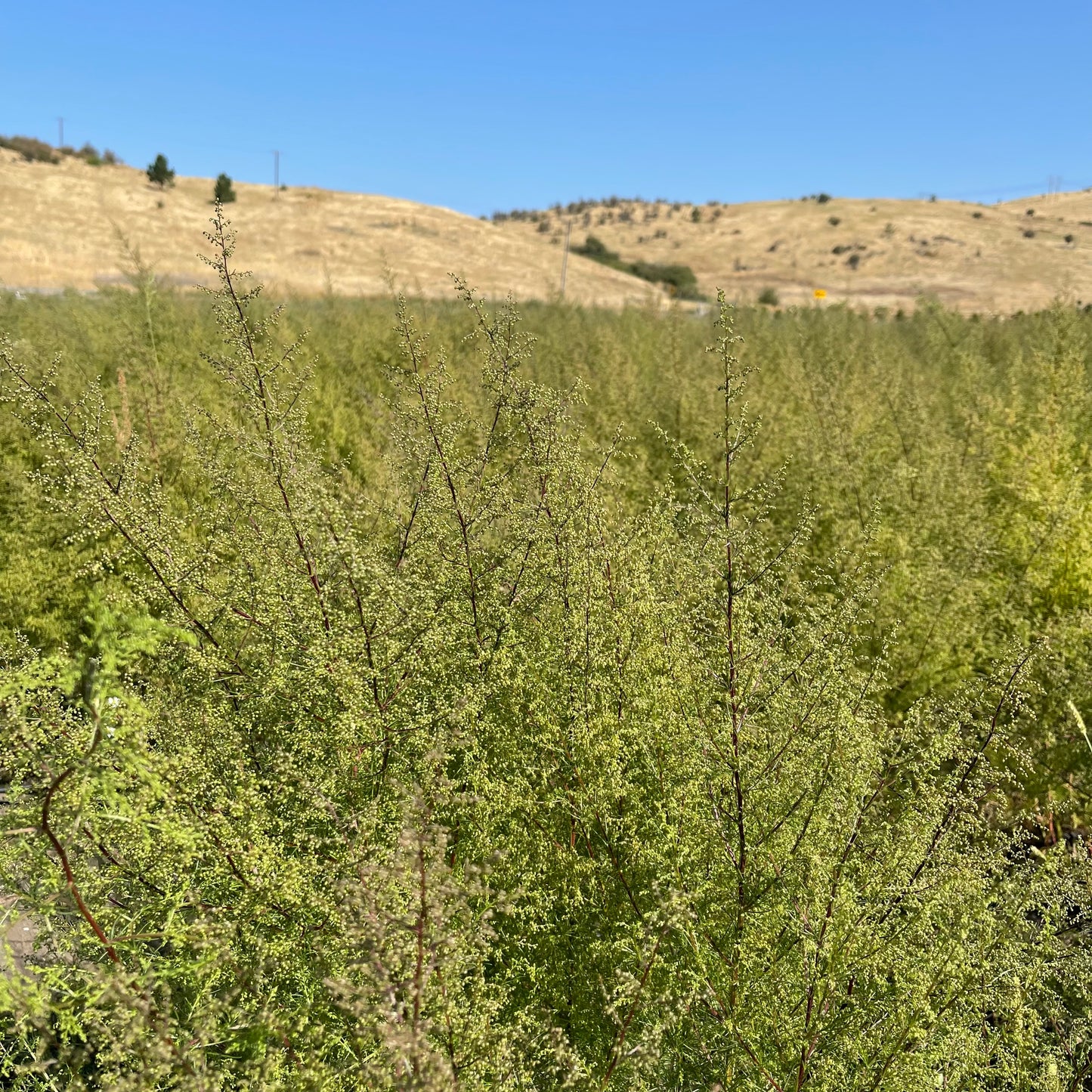 Dried Larkspur Underbrush Wreath