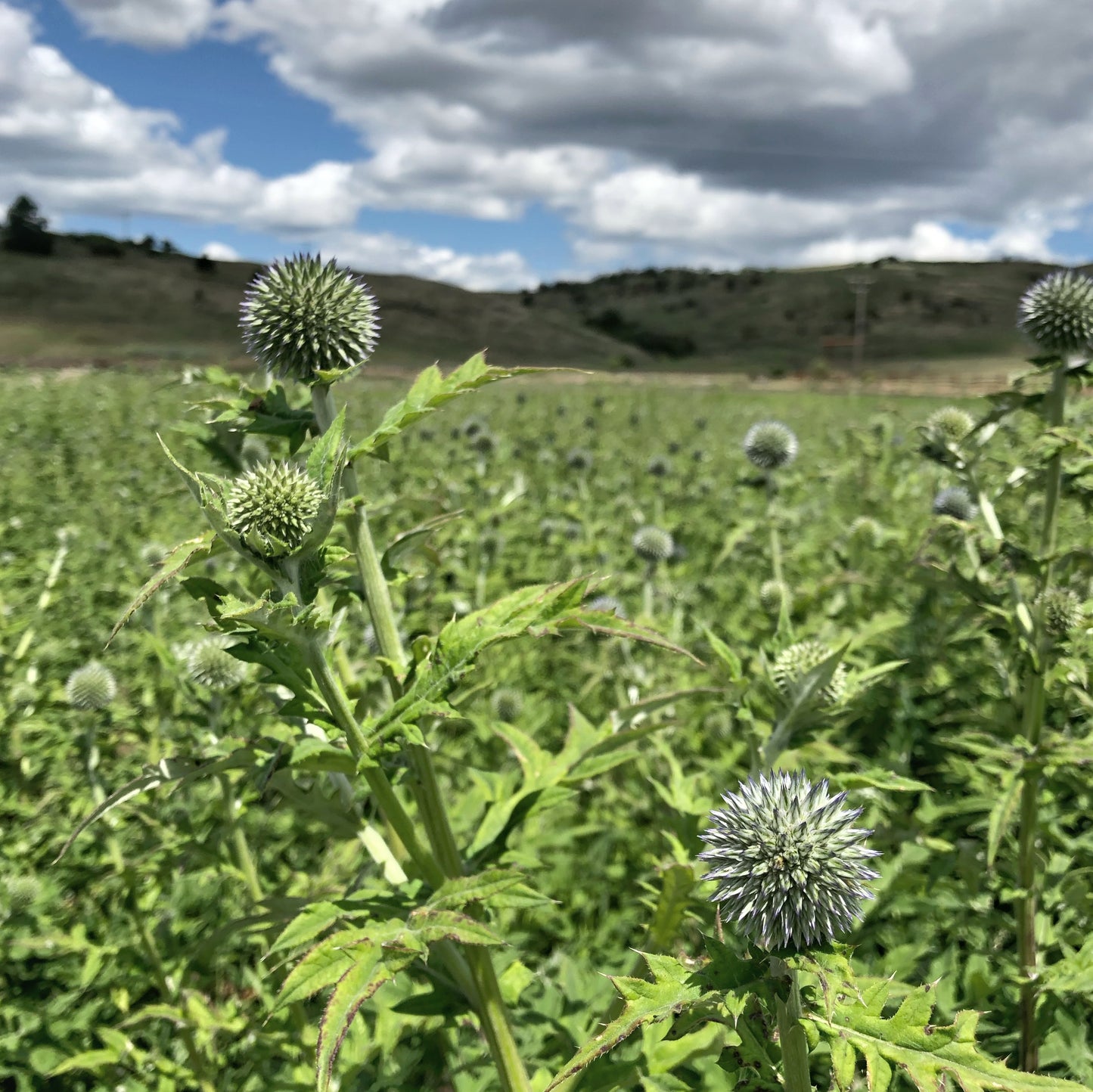 Dried Swedish Everlasting Summer Bouquet