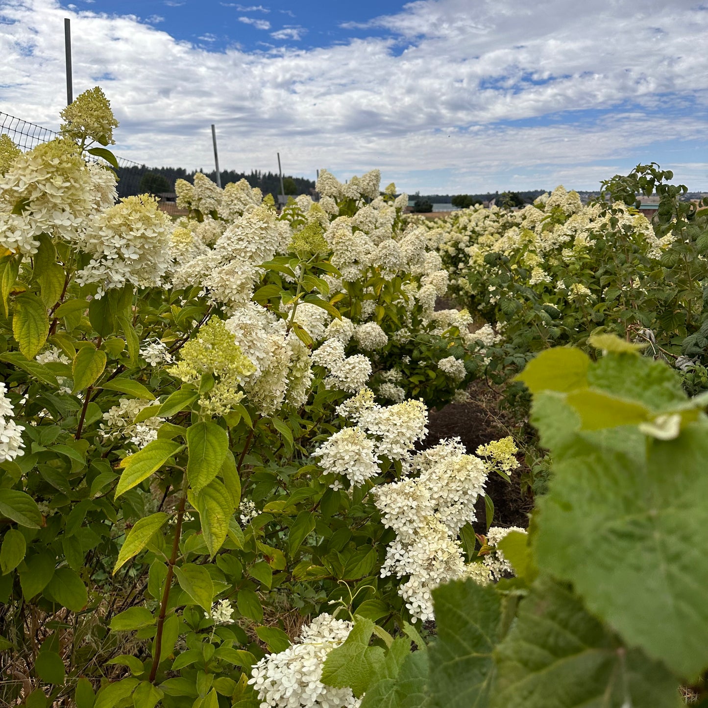 Dried Swedish Everlasting Summer Bouquet