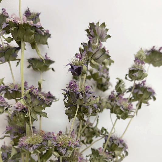 Dried Lemon Mint Bouquet