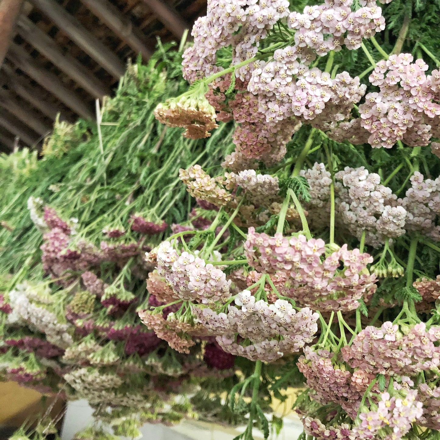 Dried Dusty Garden Bouquet