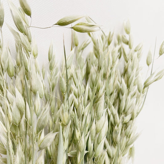 Dried Sunwashed Green Avena Oats Bouquet