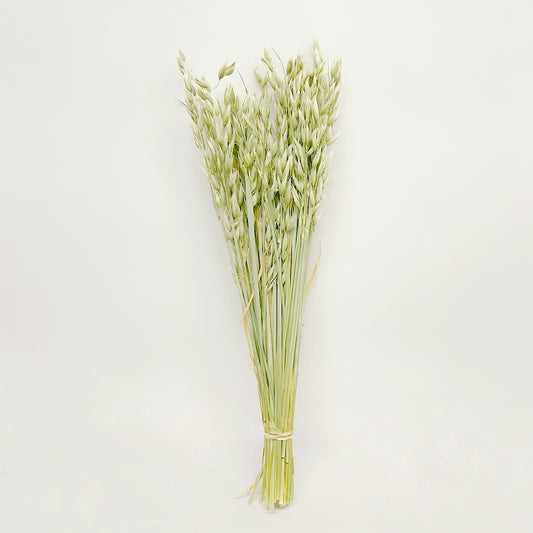 Dried Sunwashed Green Avena Oats Bouquet