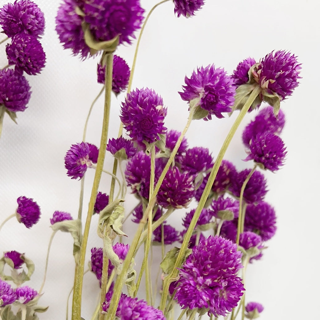 Dried Purple Globe Amaranth Bouquet