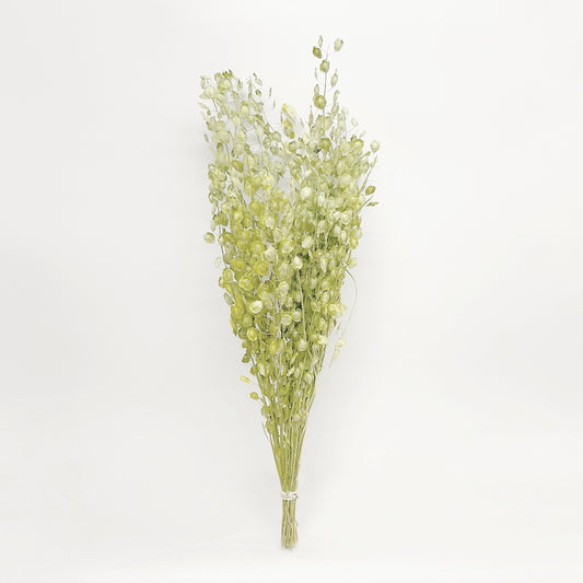 Dried Green Lupidium Pennycress Bouquet