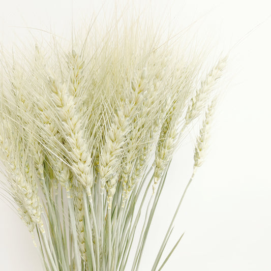 Dried Sunwashed Dusty Green Wheat Bouquet