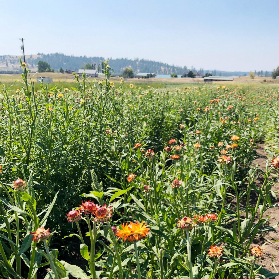 Dried Flower Bundles – VanCortlandt Farms