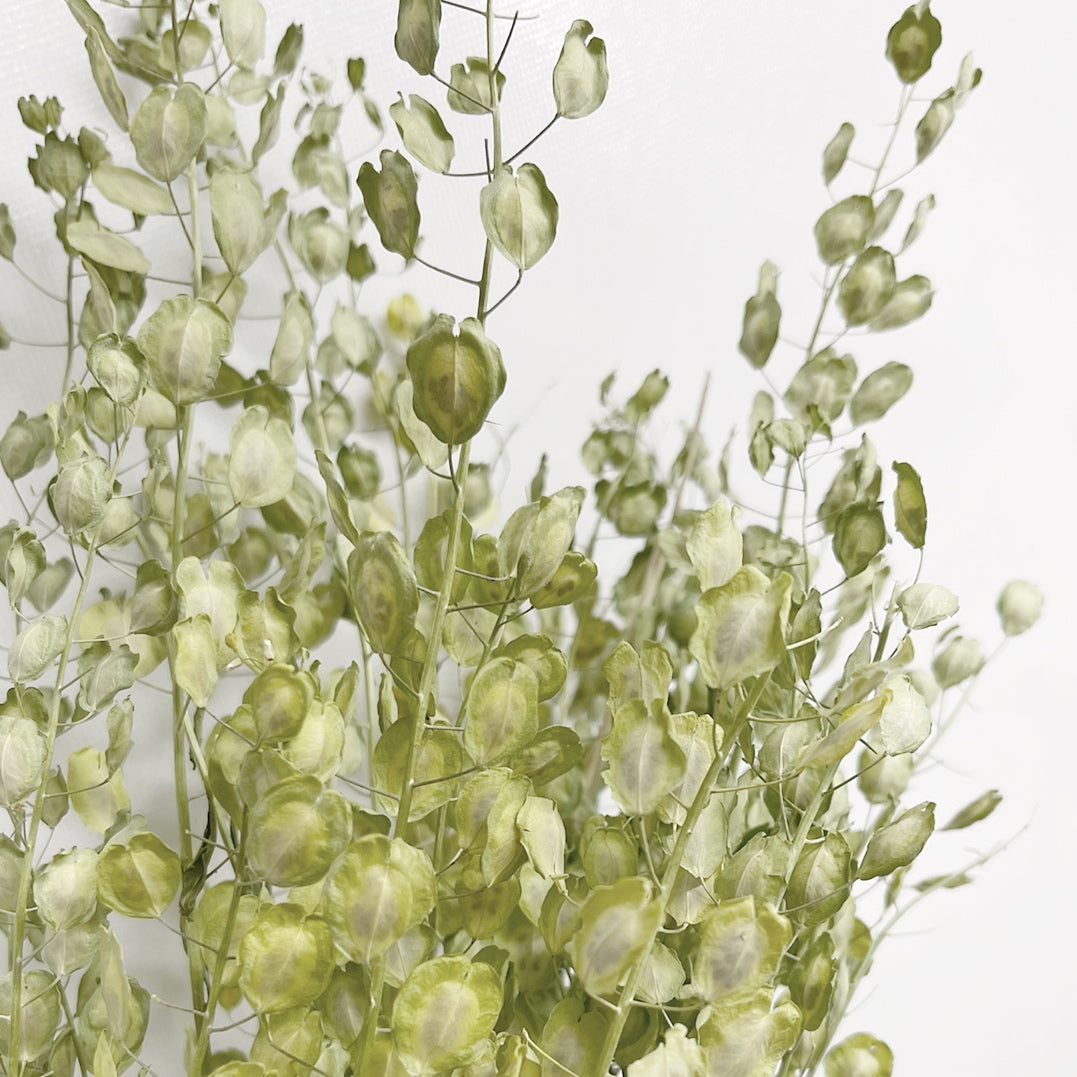 Dried Green Lupidium Pennycress Bouquet