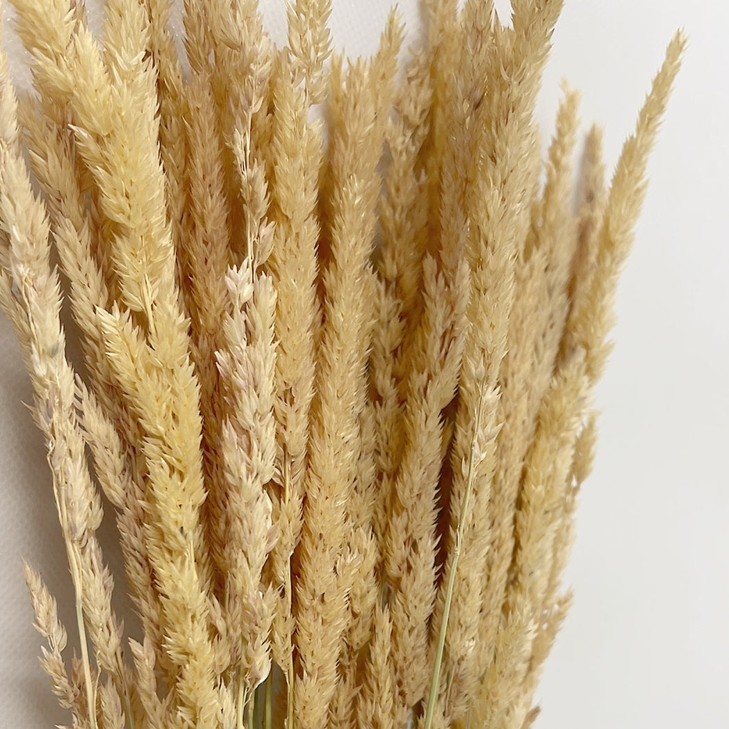 Dried Feather Reed Grass Bouquet