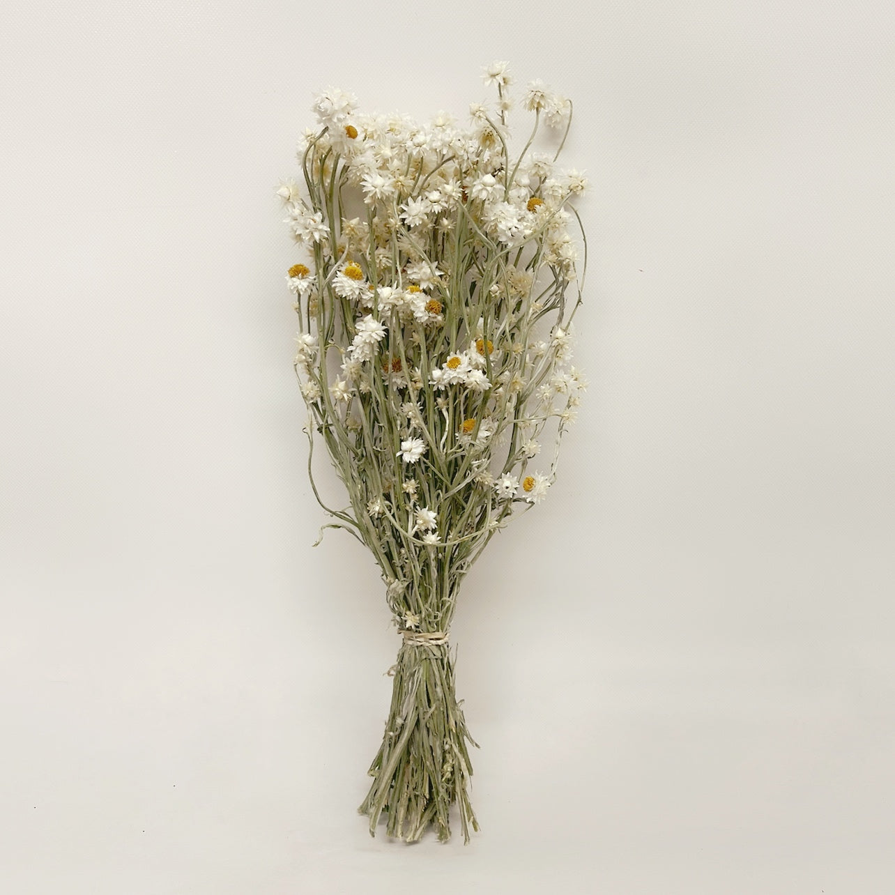 Dried White Ammobium Daisies Bouquet