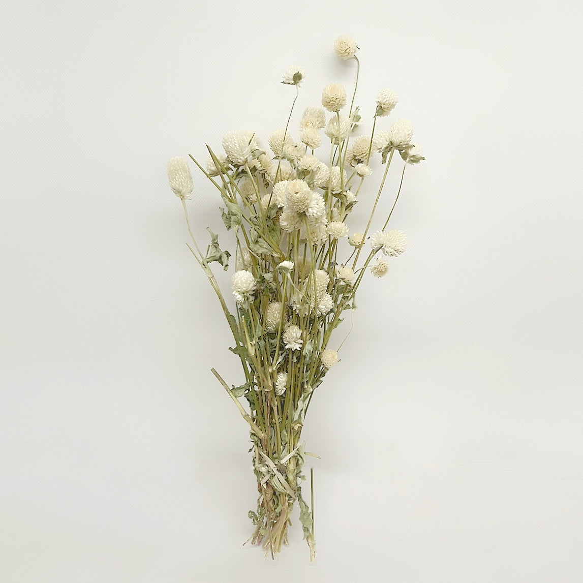 Dried Cream Ivory Globe Amaranth Bouquet