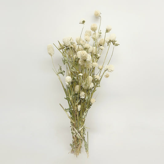 Dried Cream Ivory Globe Amaranth Bouquet